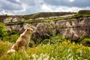 Ouch! Let's talk about dog poop and our planet