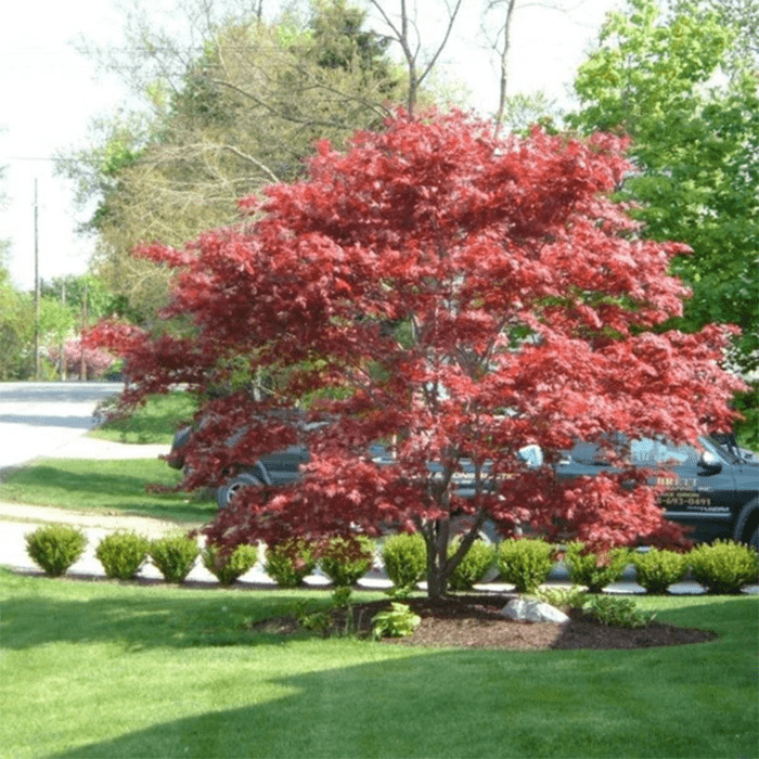 Bloodgood Japanese Maple Ecomm Via 