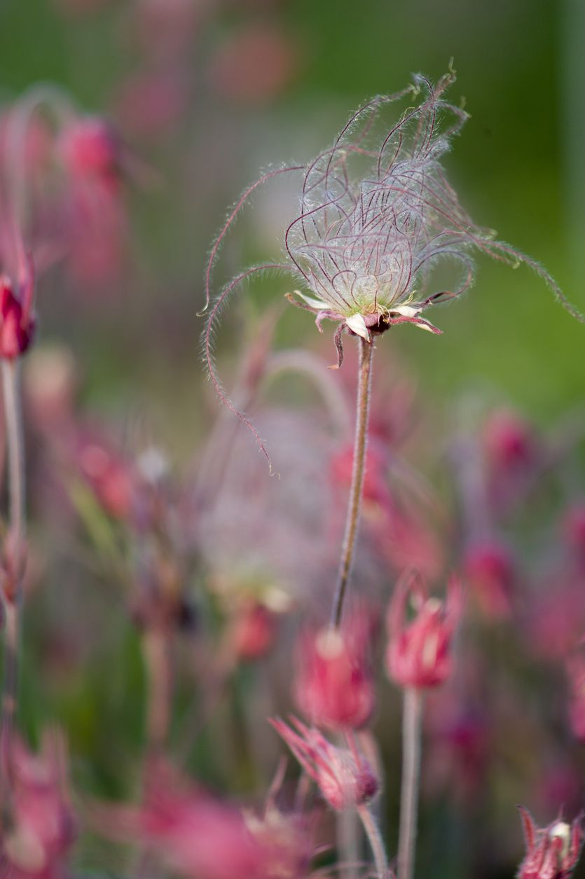 Prairie smoke variety