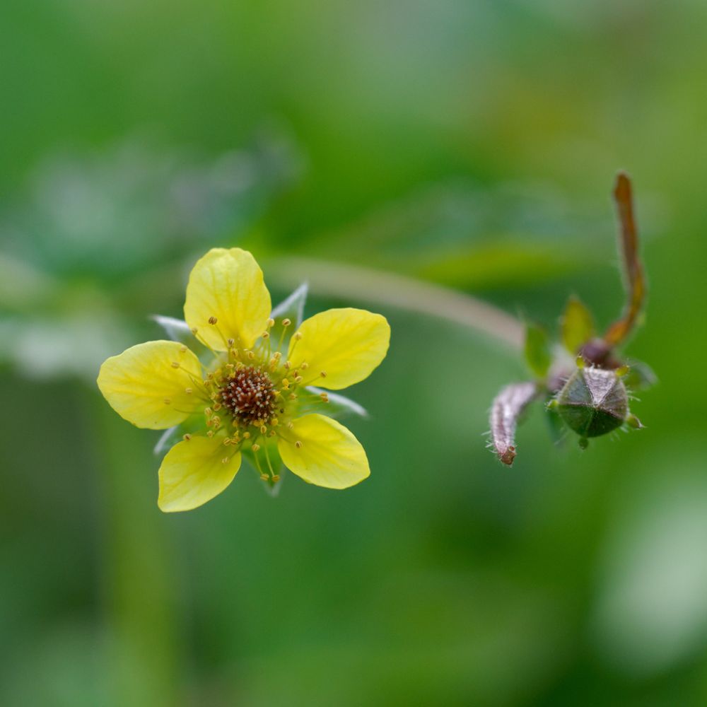 colewort