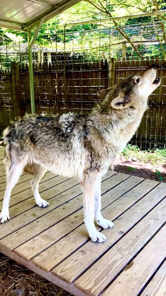 wolf howling at howling wood farm in new jersey