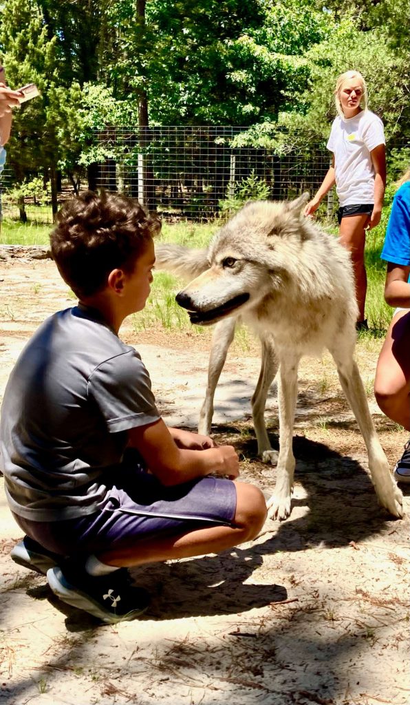 a kid facing a wolf in a wolf farm in new jersey