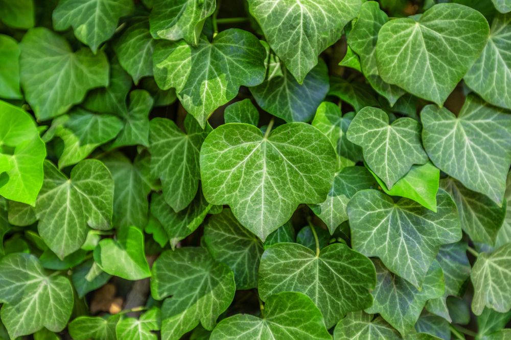 how to Identify English ivy