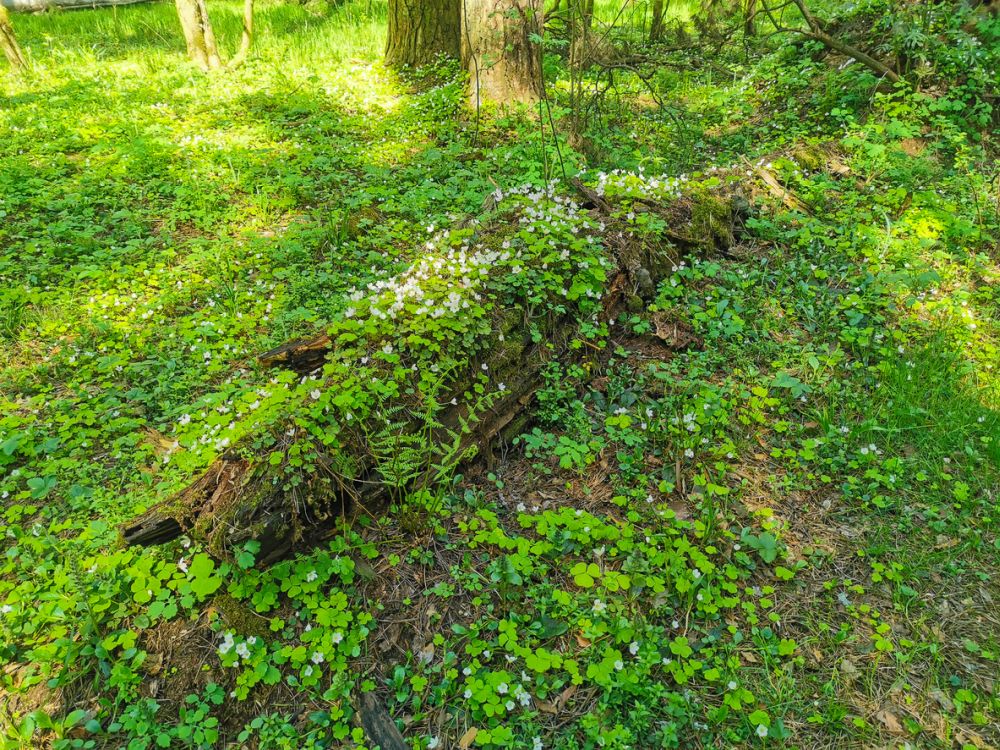 how to kill English ivy on the ground