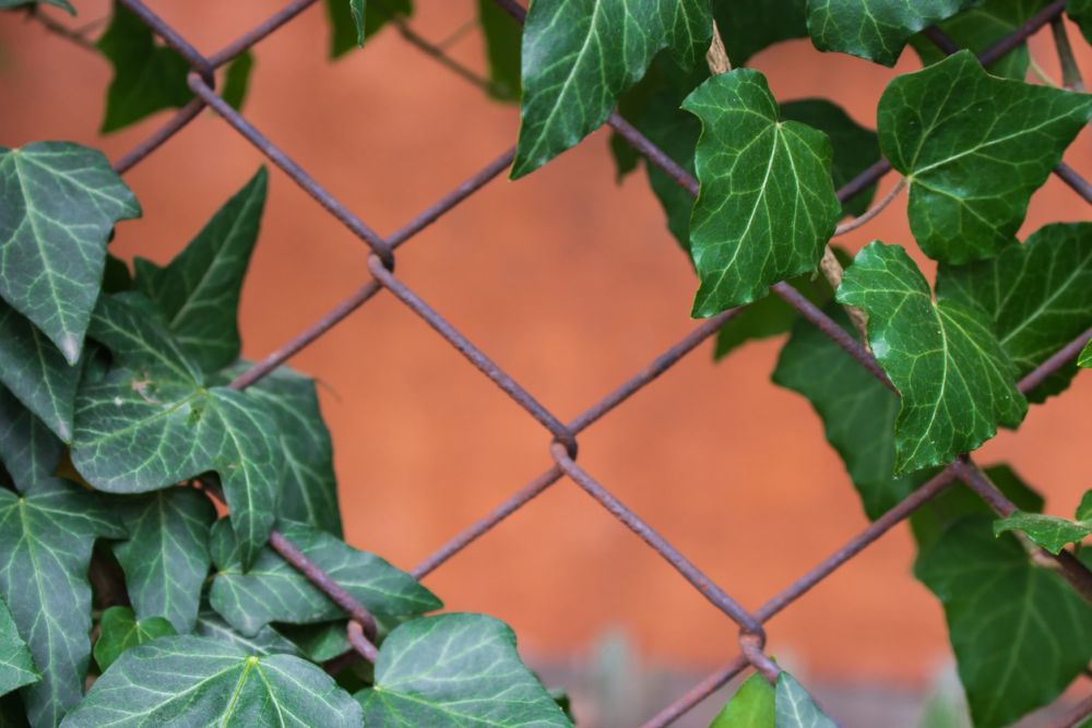 dangerous English ivy