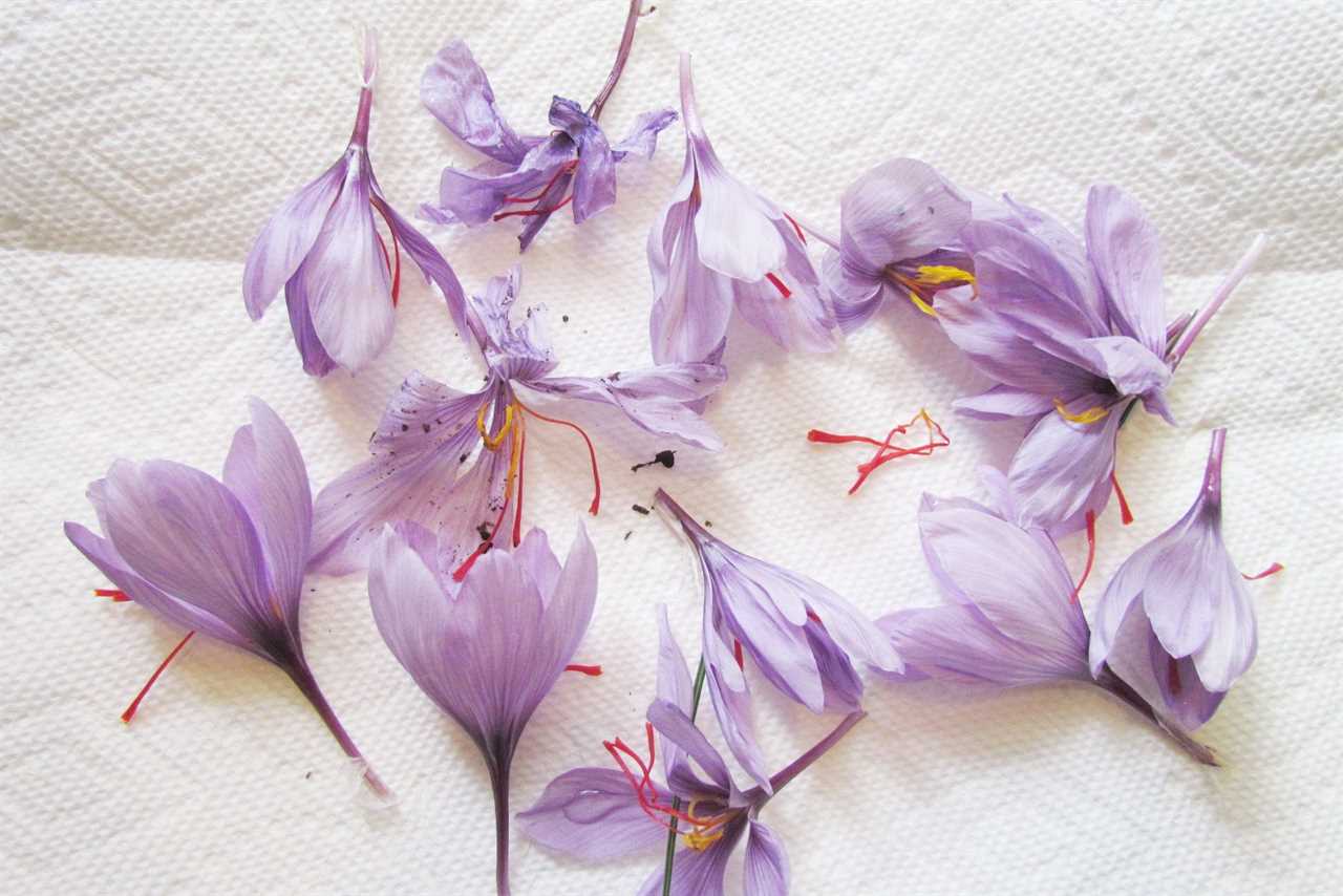 Saffron Threads Being Harvested 