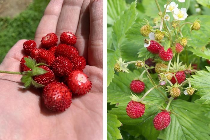 Mock Strawberries in a hand next to wild strawberries growing outdoors