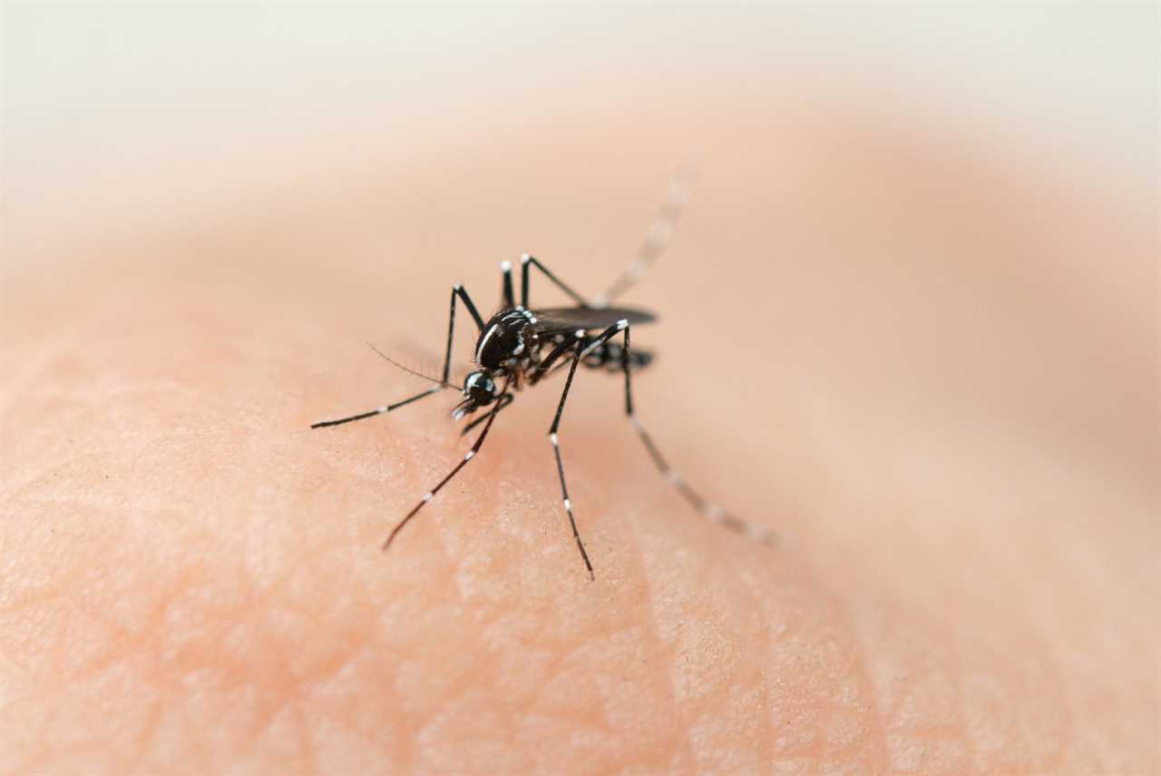 Mosquito Sucking Blood From Human Skin