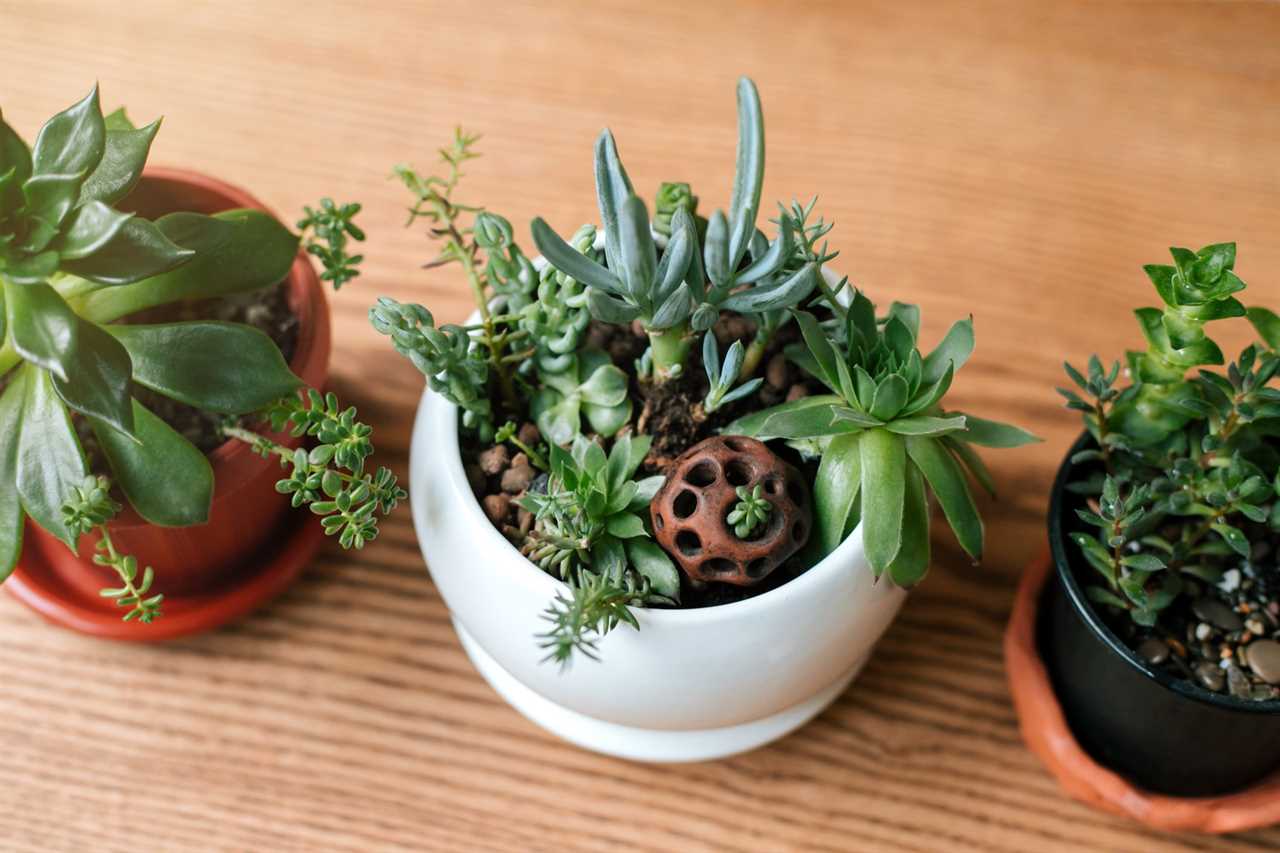 Wooden shelf for home plants against wall.