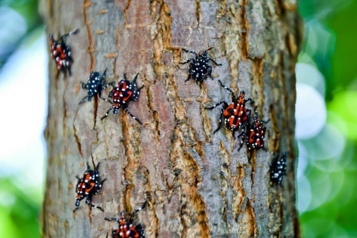 Spotted lanternfly nymphs on a tree