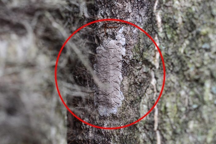 Spotted Lanterfly Eggs On A Tree