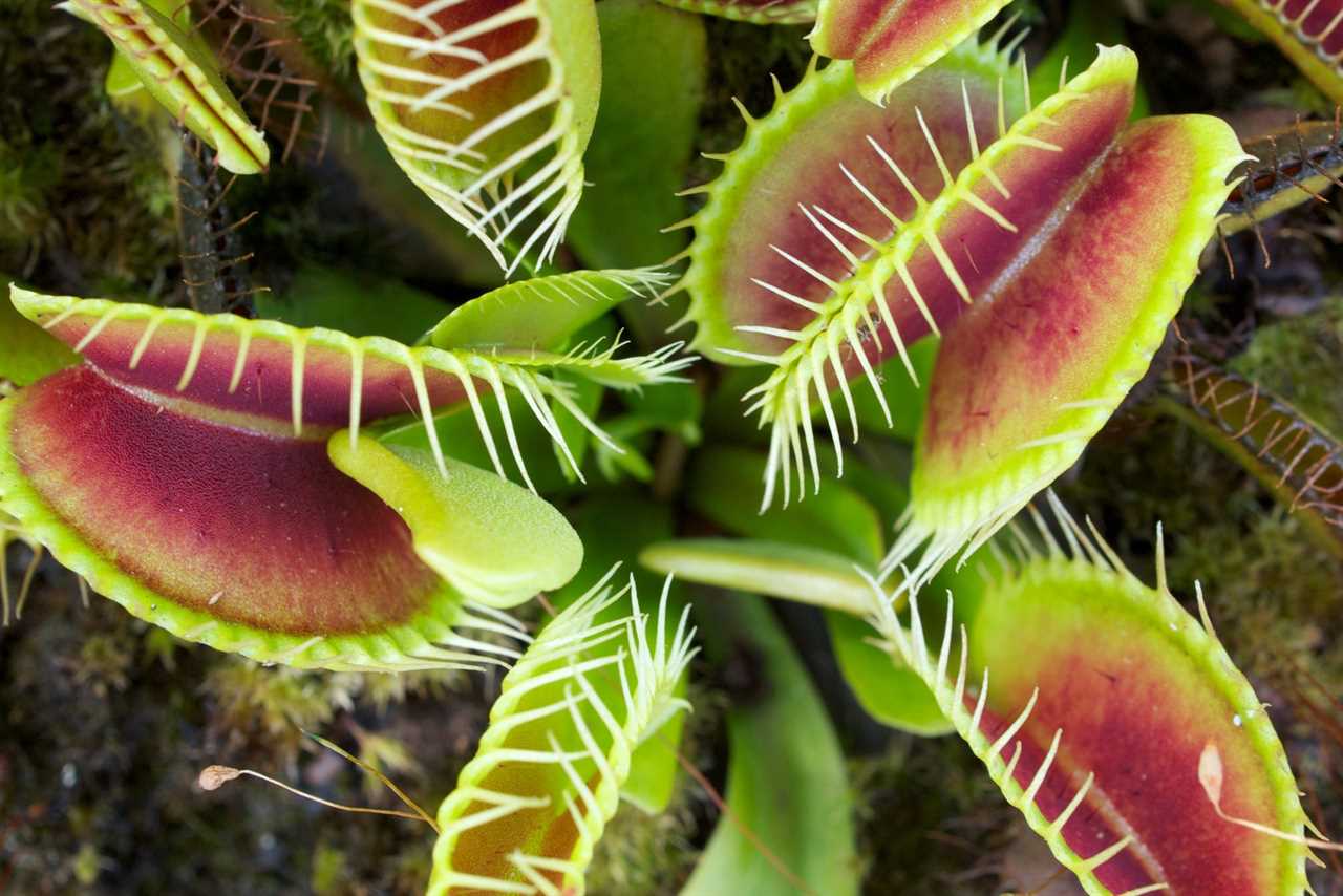 Venus flytrap