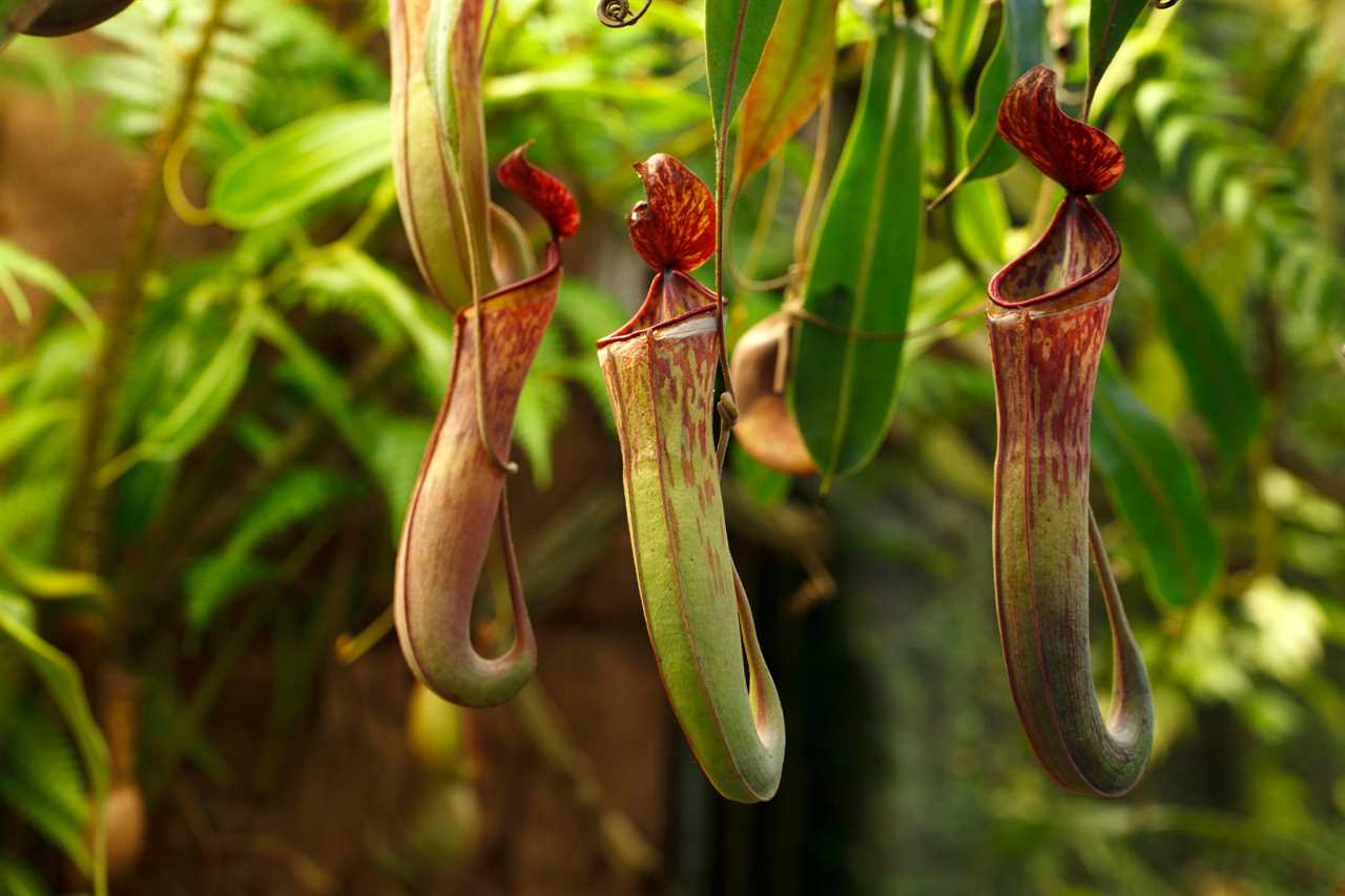 Pitcher Plant