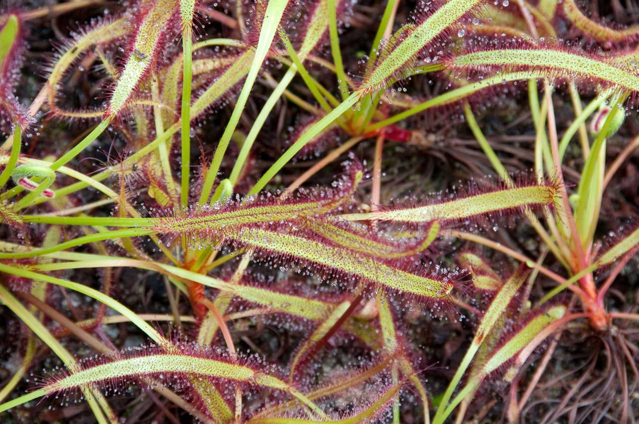 Fly Trap Drosera Capensis Cape Sundew Carnivor Plant