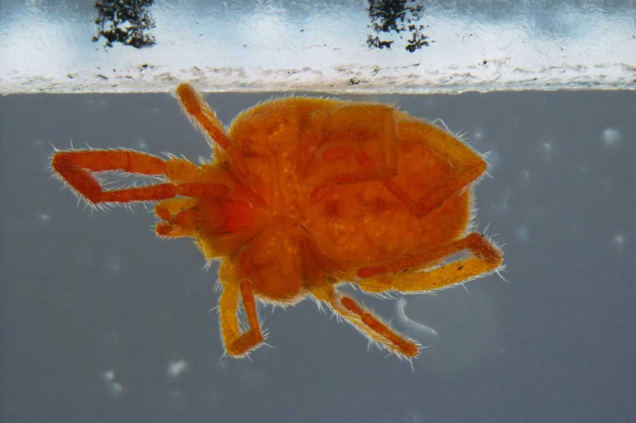 Clover Mites close up