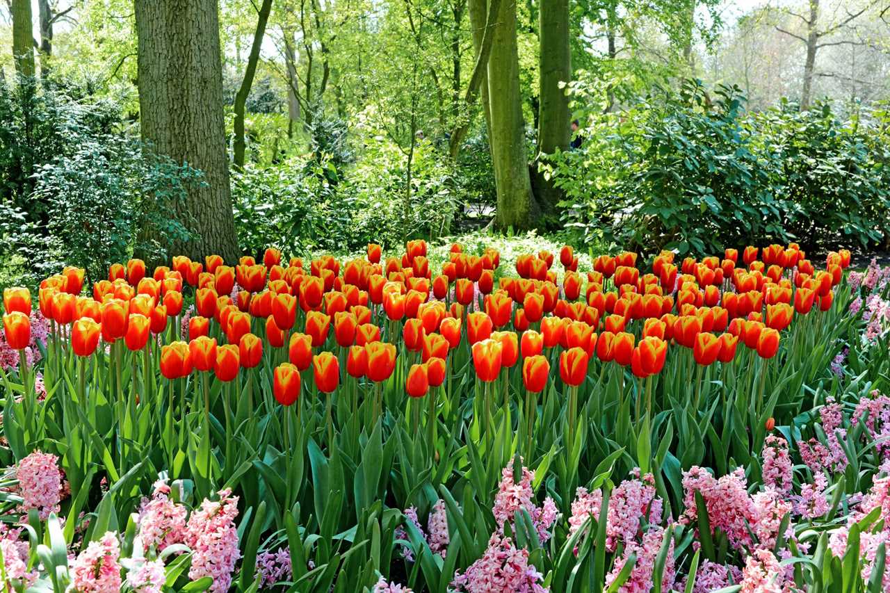 Beautiful Tulip flowers