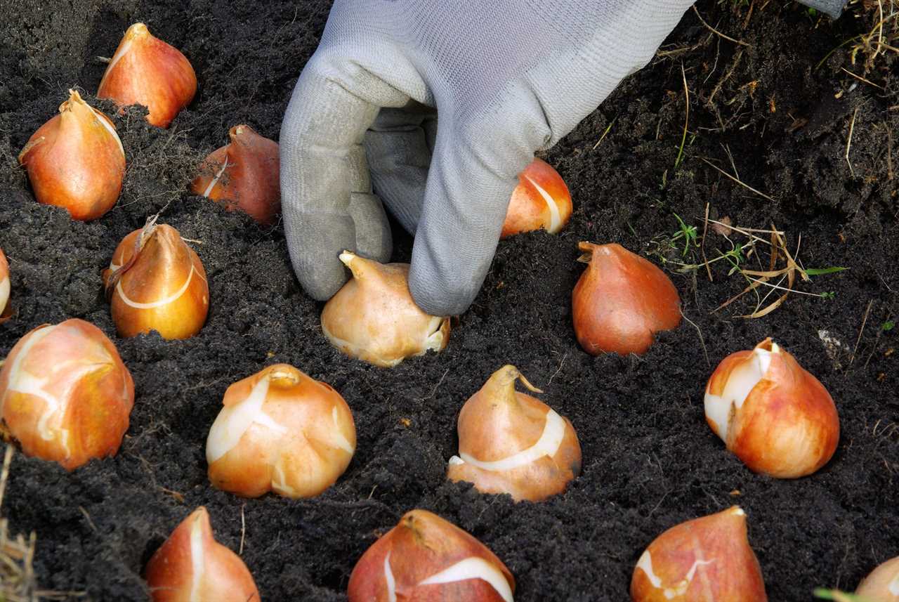 bulb planting