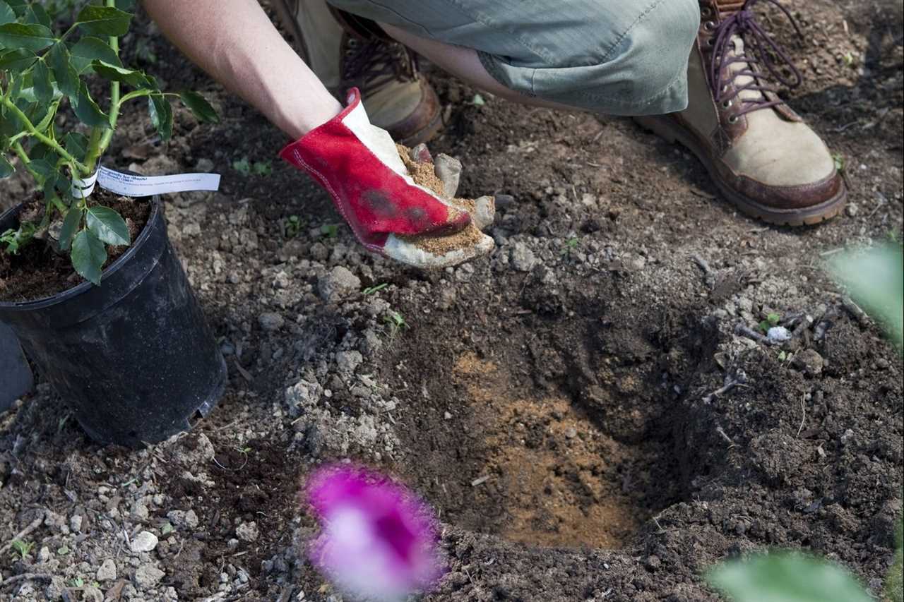 Gardener Sprinkling Bone Meal Feed Before Planting Purple Rose Bush