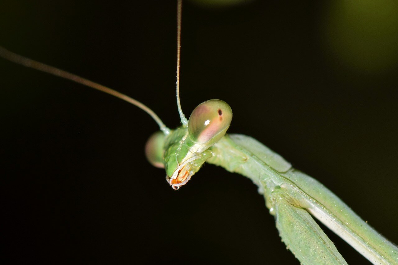 mantis photo