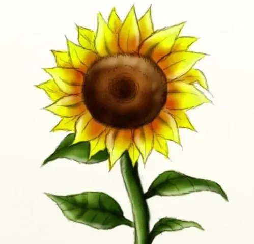 Sunflower