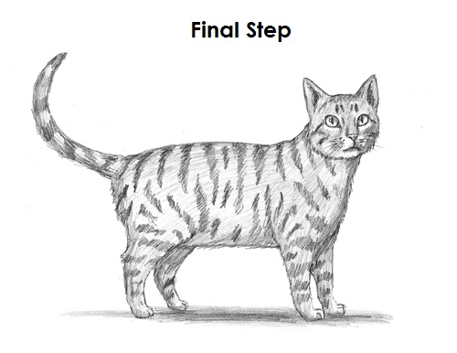 Sketch a tabby cat