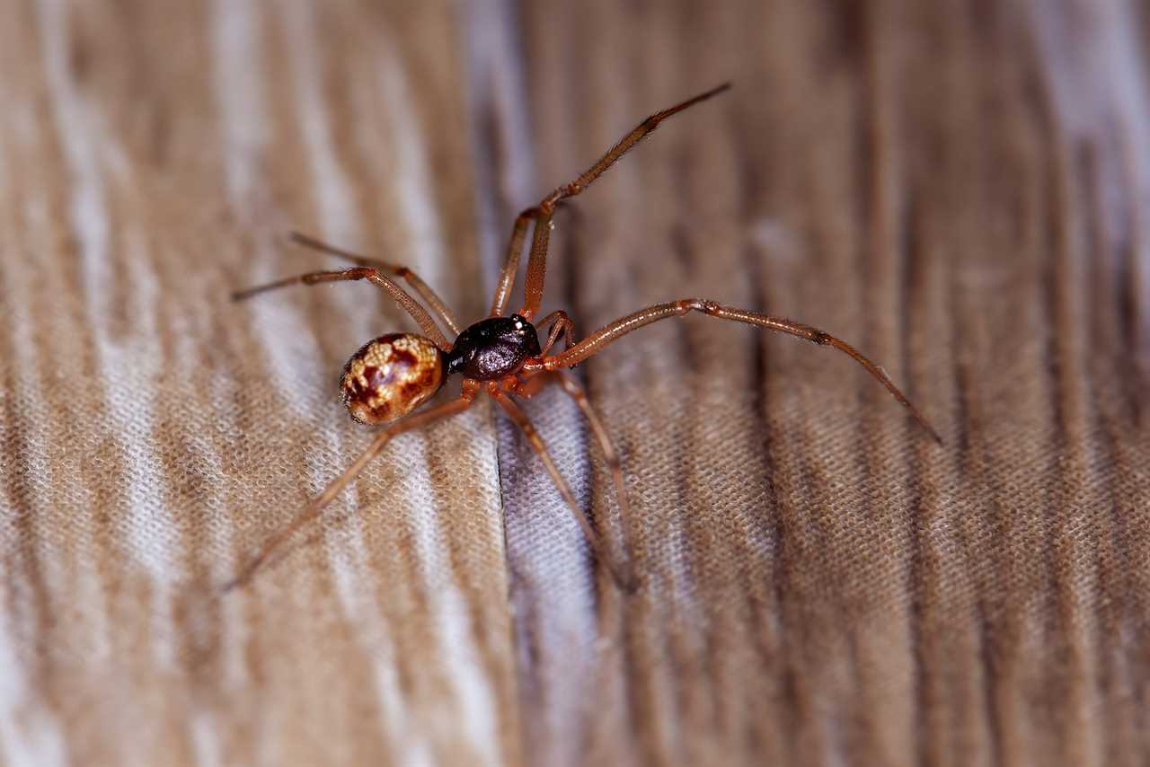 Checkered Cobweb Spider