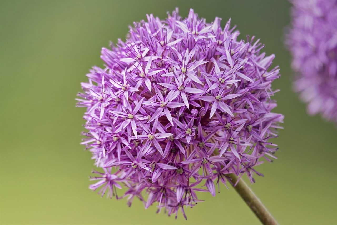 allium flower