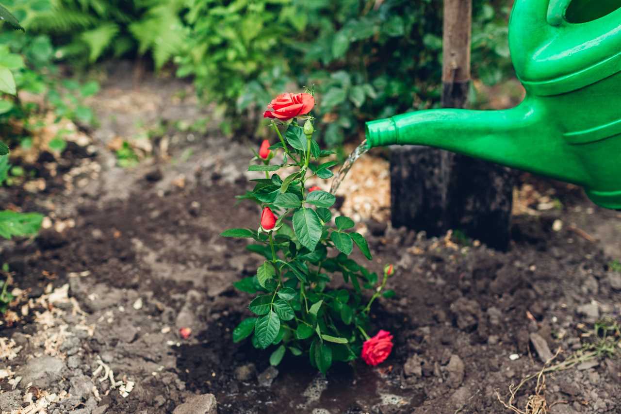 Gardener watering roses flowers with watering can after transplanting. Summer garden work.