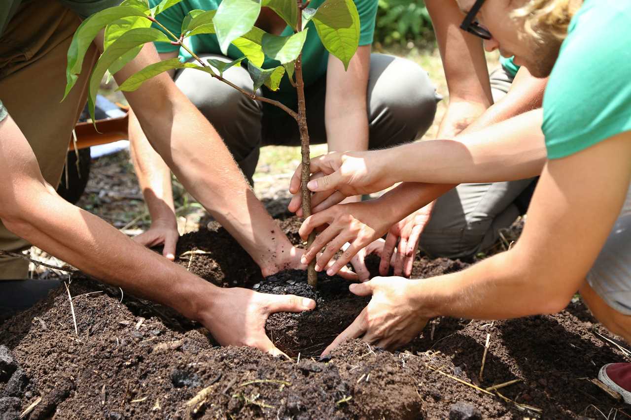 People planting tree seedling together