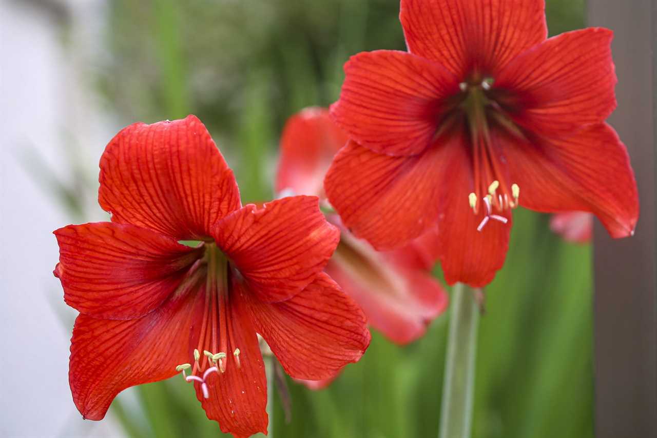 Amaryllis