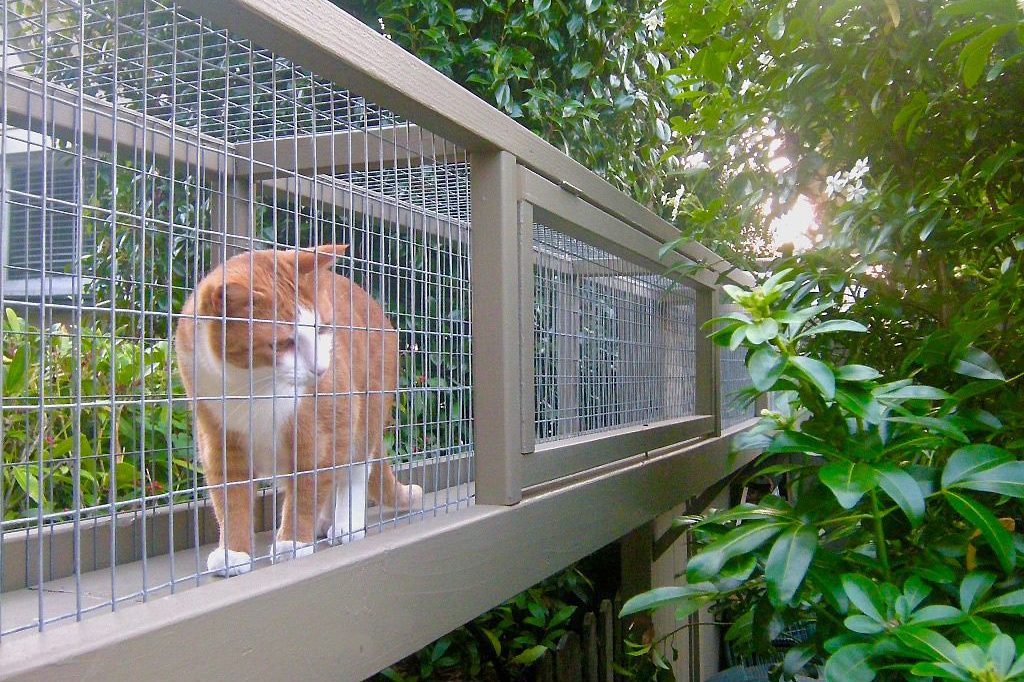 cat in a catio pathway