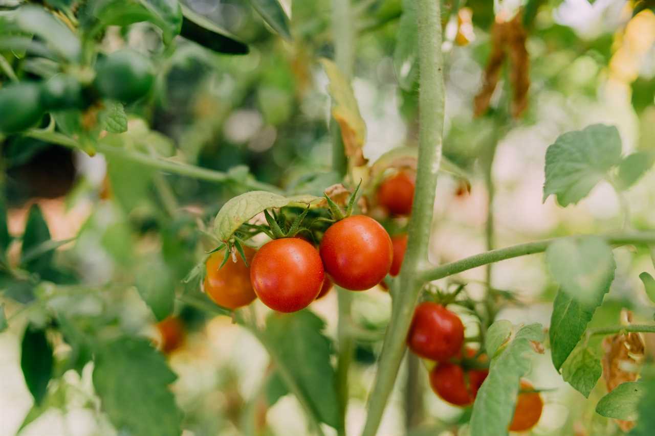 Small Red Cherry tomatoes growing in a field