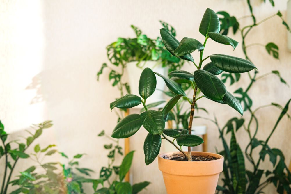 How to repot a rubber plant