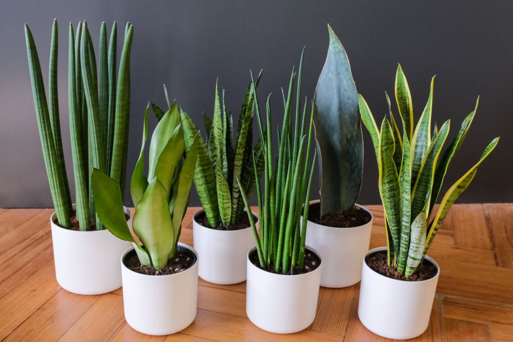 How to repot a snake plant