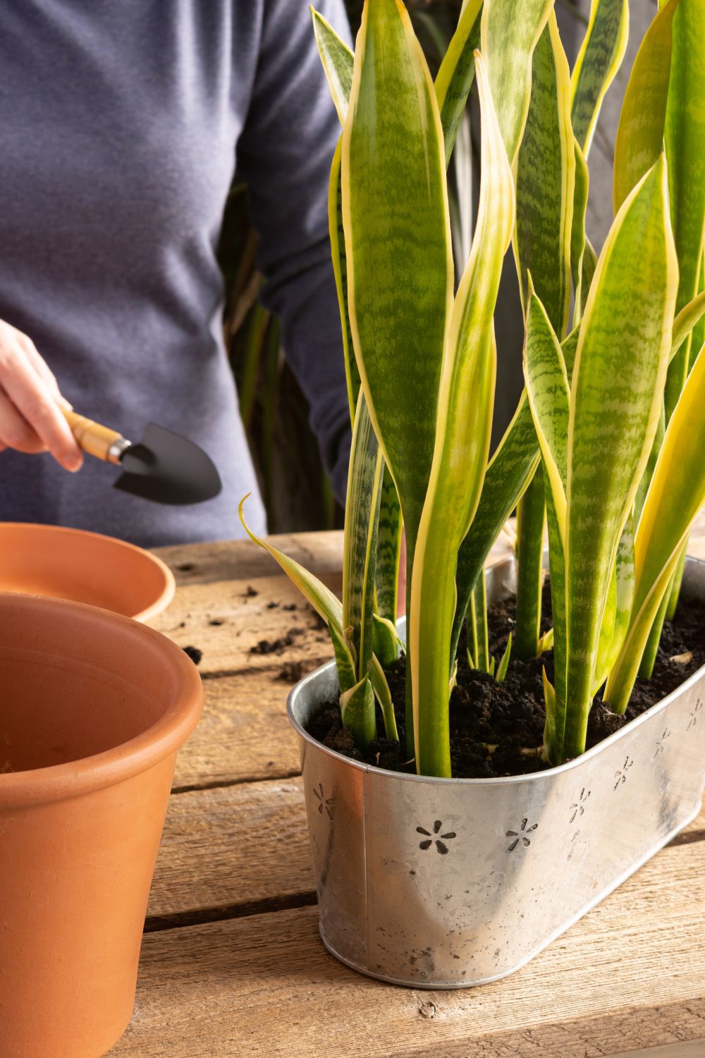 Repotting snake plant