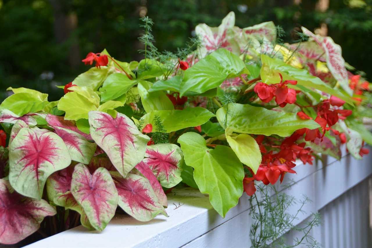 Canary Wings Begonia Lemon Blush Caladiums