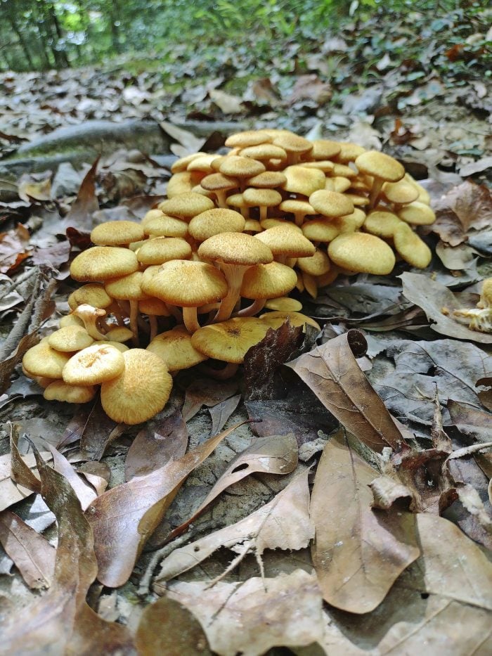 mushrooms in lawn