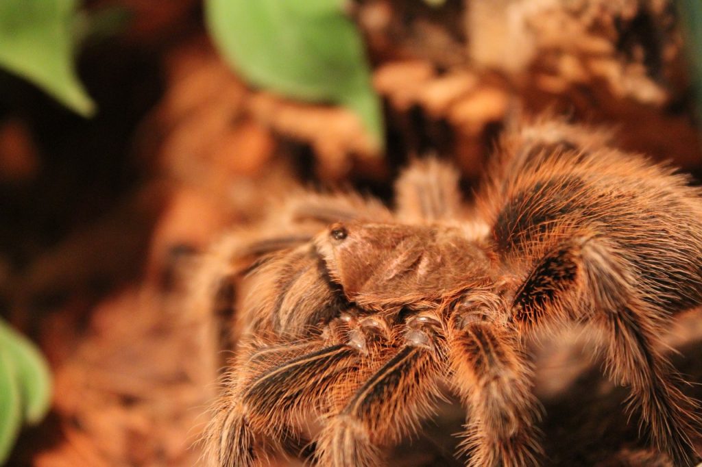 Can Tarantulas Eat Mealworms?