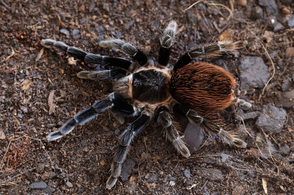 What Are New World Tarantulas?