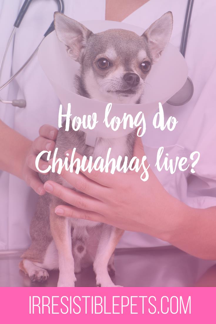 How long do Chihuahuas live? All about the average Chihuahua lifespan. 