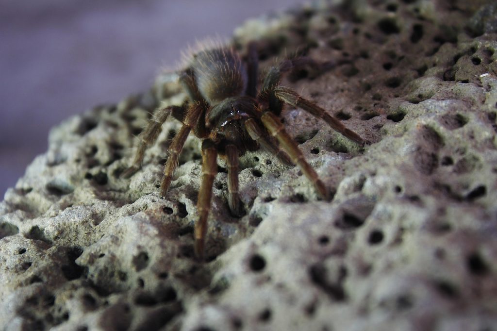 What Do Baby Tarantulas Eat?