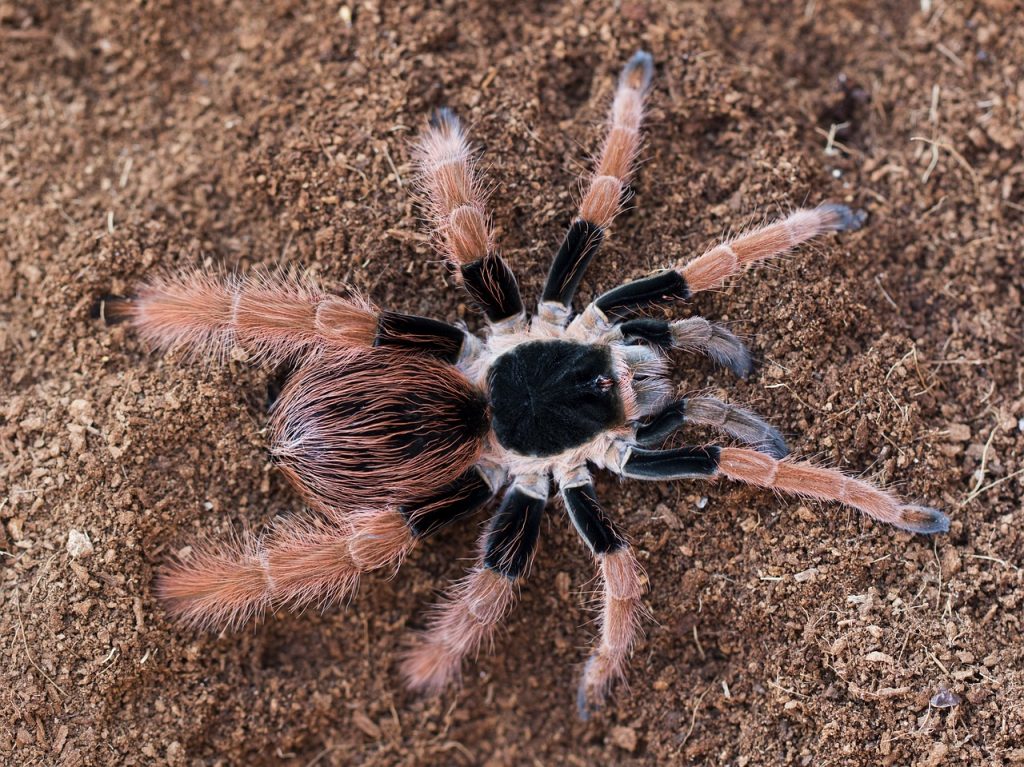 Should I Remove My Tarantulas Molt?