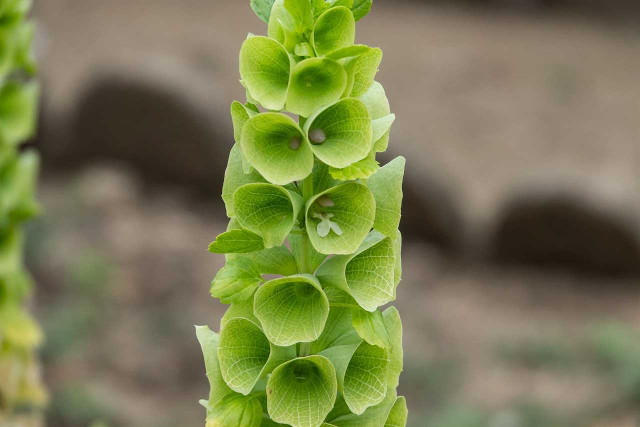 Bells of Ireland Inflorescence in Summer