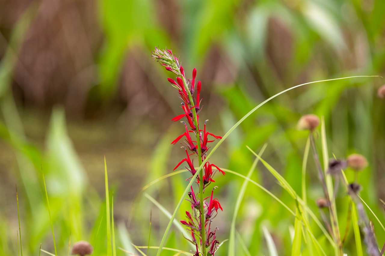 Cardinal Flower