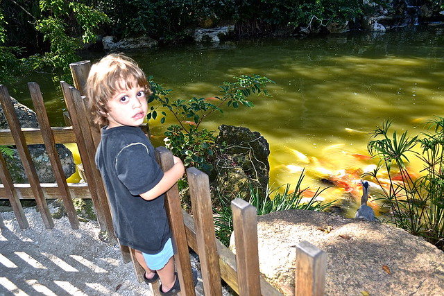 watching koi at a japanese botanical garden florida 