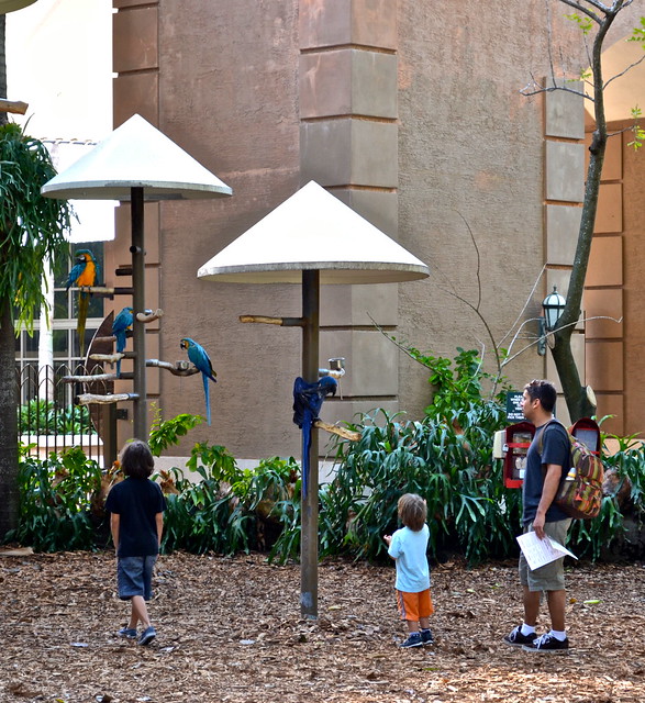 watching macaws at the jungle zoo miami