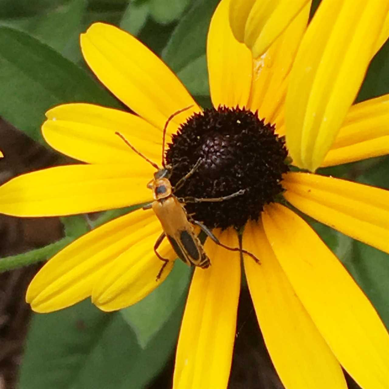 Lightning Bug