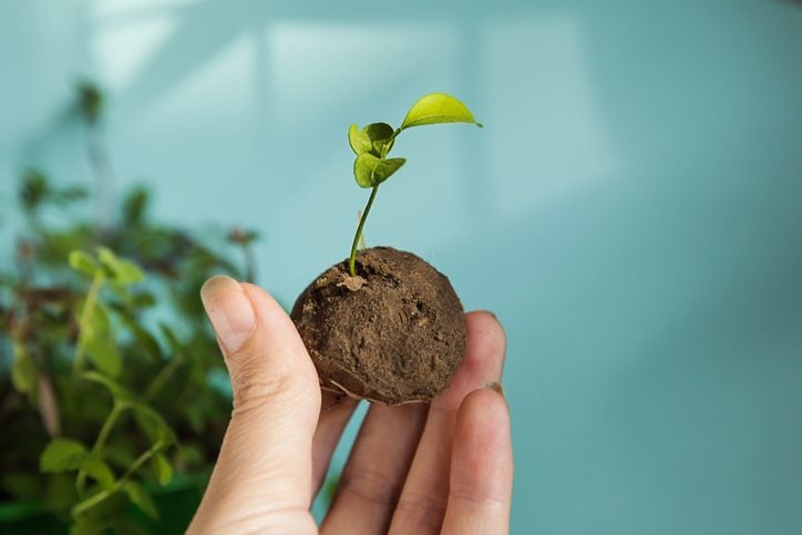 Woman is holding fresh produced Seed Balls or Seed Bombs on blue background