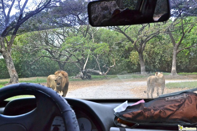 car safari in west palm beach