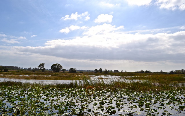 loxahatchee everglades